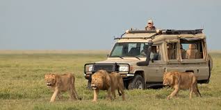 8 Days Lake Manyara/ Serengeti/ Ngorongoro Crater Safari